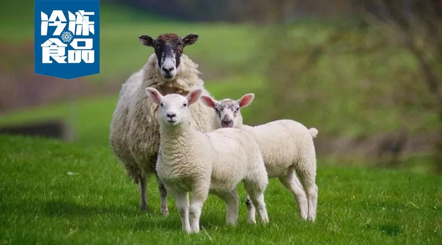 大咖年終講 | 蒙羊總裁曹旭升，肉羊產(chǎn)業(yè)升級(jí)，未來(lái)將有多寡頭出現(xiàn)！