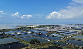 全國60%的蝦滑產自這里，“北海蝦滑”為何能成功出圈？