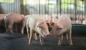 豬企3月出欄量大增，第三輪豬肉收儲(chǔ)完成，豬價(jià)繼續(xù)探底？