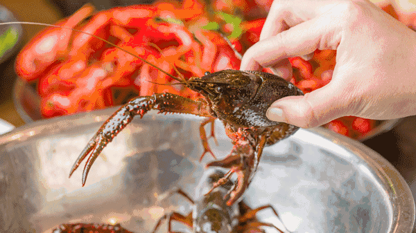 1653012370229365.gif 微信圖片_20220520094841.gif