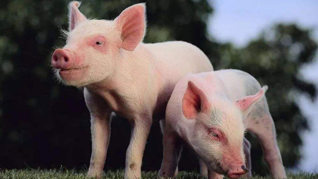 豬價進入過度上漲一級預警區間；第六批國儲肉即將投放