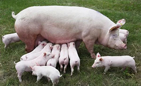 第7批中央豬肉儲備將投放，豬價連漲凍品廠商承壓