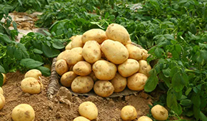 狼牙鍋巴、珍珠土豆、芝士焗土豆…掘金小吃供應(yīng)鏈，小土豆“長成”大產(chǎn)業(yè)