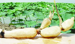 安井、正大、雙匯、荷仙、華貴等爭(zhēng)相入局，蓮藕預(yù)制菜為啥如此受歡迎？