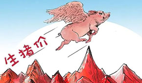 豬價(jià)連漲，有望“破9沖10”？牧原、溫氏、德康：下半年會(huì)更好
